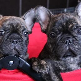 French Bulldogs from Le Petite Lion