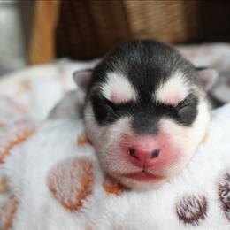 Blue - Black and white male Siberian Husky puppy in Le Sueur, Minnesota from Tevana Siberians LLC