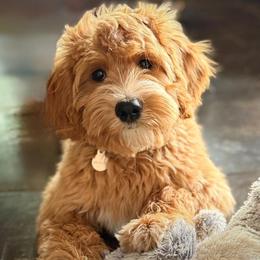 Australian Labradoodle Puppies from Hills West Labradoodles