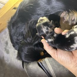 Boy 2 - Dapple male Dachshund puppy in Buchanan, Georgia from Kiser Creek Dachshunds