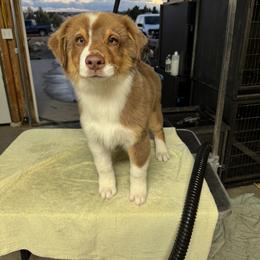 Liam - Red tri-color male Australian Shepherd puppy in Wheatland, Wyoming from WyoWinds Australian Shepherds