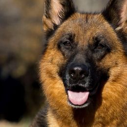 German Shepherds from Vom Haus Rabenstein