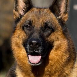 German Shepherds from Vom Haus Rabenstein