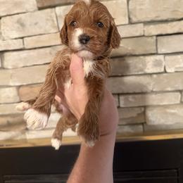 Riesling - Red female Cockapoo puppy in Connersville, Indiana from MoonShine Babies