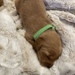 Golden Retriever Puppies from Tradershire Goldens