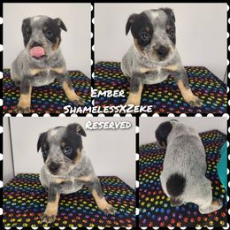 Girl 1 - Blue female Australian Cattle Dog puppy in Bradford, Arkansas from Cedar Rock Heelers and Kelpies