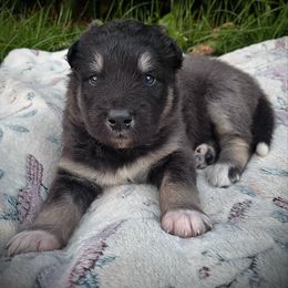 Reenie - Black and white female Alaskan Malamute puppy in Michigan from Warrior’s Legacy Alaskan Malamutes