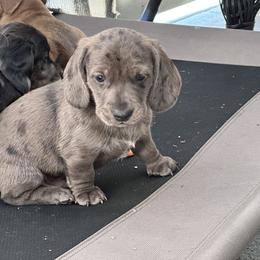 Andy - Dapple male Dachshund puppy in Paso Robles, California from Nicole's Dachshunds