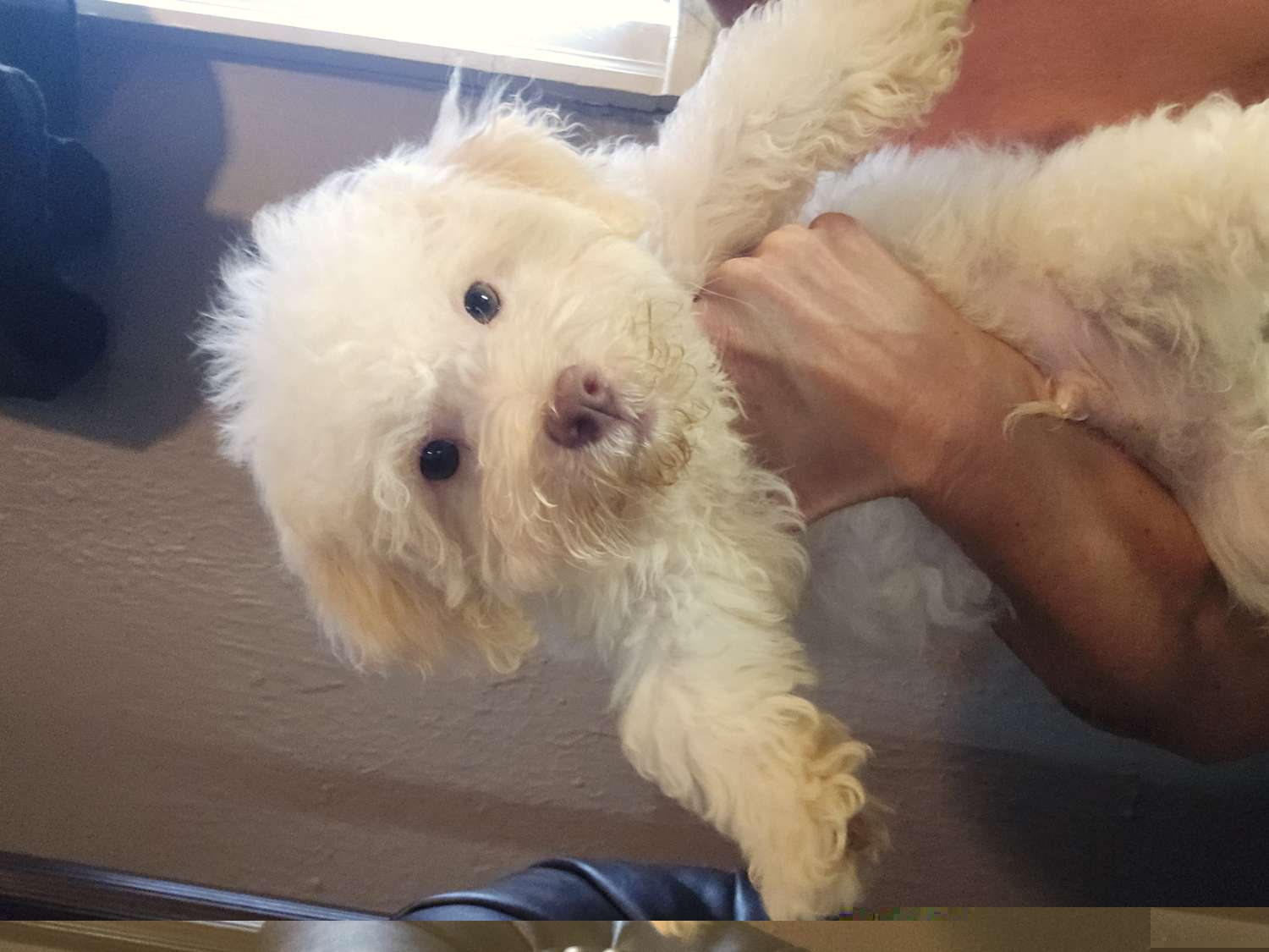 Ice - Havanese puppy from Havanese Puppies Columbus