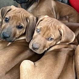 Rhodesian Ridgebacks from River Rock Ridgebacks