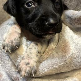 Black male - Black and white male German Shorthaired Pointer puppy in Morley, Michigan from Winsome Farm