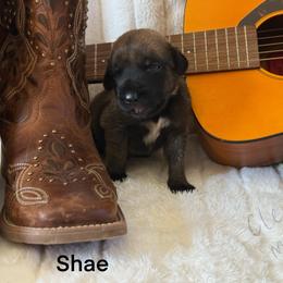 Shae - Apricot female Mastiff puppy in Sioux Falls, South Dakota from Clearbrook Mastiffs