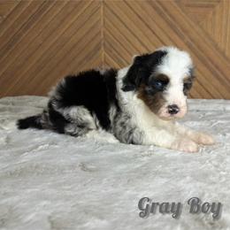 Gray boy - Blue merle male Bernedoodle puppy in Modesto, California from Two Doods Doodles