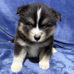 Scone - Tri-color male Pomsky puppy in Hudson, New Hampshire from Granite State Pomskies