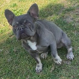 Skittles - French Bulldog