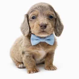 Dalton (NO BREEDING HOMES) - Dapple male Dachshund puppy in Fayetteville, North Carolina from RRD