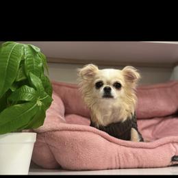 Honey - Cream female Chihuahua puppy in Smyrna, Georgia from GeorgiasChihuahuas