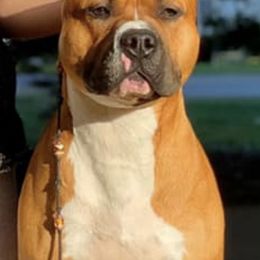 American Staffordshire Terriers from Aiyana Amstaffs