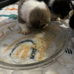 Pembroke Welsh Corgi Puppies from Temperance Farm Corgis