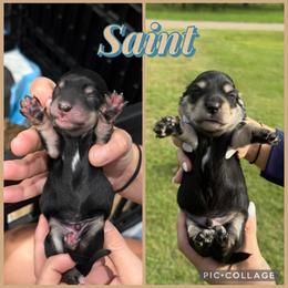 SAINT - Black and cream male Dachshund puppy in Sumner, Texas from CBL Doxies