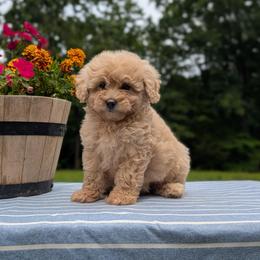 Sandy - Brown female Bernedoodle puppy in Mc Ewen, Tennessee from Spencer's "lil" Cavapoos & Bernedoodles