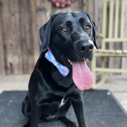 Labrador Retrievers from LMD Retrievers