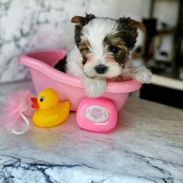 Yorkshire Terrier Puppies from Lady A's Yorkies