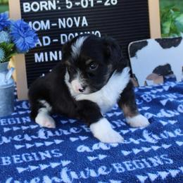 Teddy - Black tri male Miniature Australian Shepherd puppy in Hopkins, Missouri from Mowry Creek Mini Aussiedoodles and More