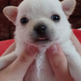 London - Cream and white male Chihuahua puppy in Tyler, Alabama from Delinda's Chihuahuas