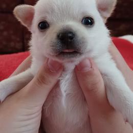 London - Cream and white male Chihuahua puppy in Tyler, Alabama from Delinda's Chihuahuas