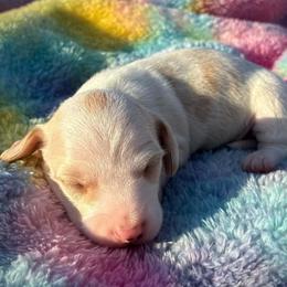 LemonDrop - Piebald male Dachshund puppy in Harrison, Arkansas from Dachshunds on the Hill