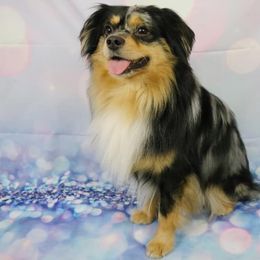 Mojo - Miniature Australian Shepherd