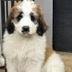 Penelope - Orange and white female Saint Berdoodle puppy in San Antonio, Texas from Mammoth Doodles