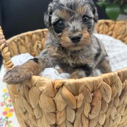 Bacon - Merle female Cavapoo puppy in Austin, Texas from Doodles of Central Texas