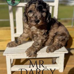 Mr.Darcy - Merle male Goldendoodle puppy in Ocoee, Tennessee from Liberty Creek Farms