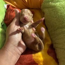 Girl 3 - Red female Dachshund puppy in San Antonio, Texas from Bear Bear's House of Doxies