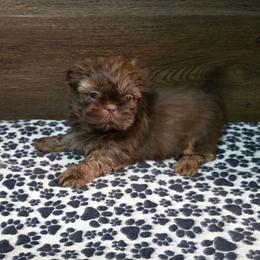 Male 3 - Liver male Shih Tzu puppy in Meadows Of Dan, Virginia from Walt’s Shih Tzus