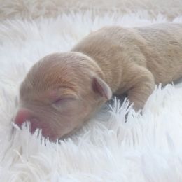 Brissa - Fawn female Great Dane puppy in Colorado Springs, Colorado from Pilot Danes