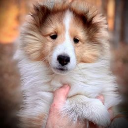 Shetland Sheepdog Puppies from Solange Shelties