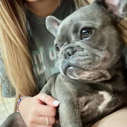 Stormi - French Bulldog