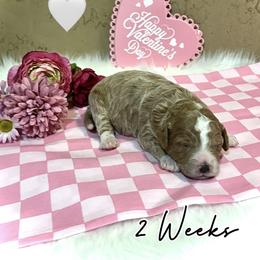 Posy - Red  female Goldendoodle puppy in Runaway Bay, Texas from Green Ranch Doodles