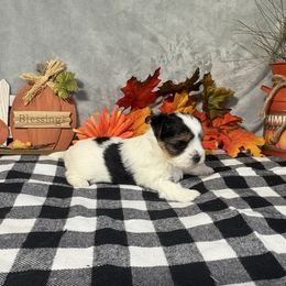 Libby - Black tan and white female Biewer Terrier puppy in Crossville, Tennessee from Little Bear Creek Biewers
