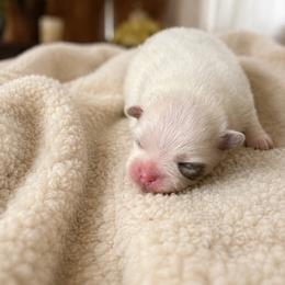 Knox - Cream parti male Pomeranian puppy in Elberton, Georgia from Pits and Poms LLC