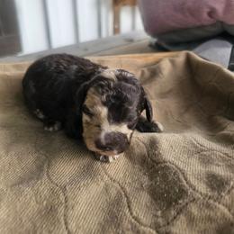 Storge - Merle male Cockapoo puppy in Fort White, Florida from Jade
