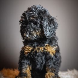 Daisy - Phantom female Poodle puppy in Caldwell, Idaho from Boise Doodle Co.