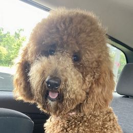 Double Doodles from Rosie’s Double Doodles