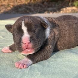 Barkley - Blue male American Staffordshire Terrier puppy in Guilford County, North Carolina from Explicit Kennel