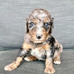 Aurora - Blue merle female Assorted Doodle Crosses puppy in Irmo, South Carolina from Kava Kennels