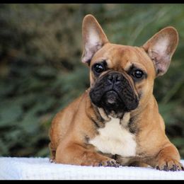 Boy 1 - Fawn and white French Bulldog puppy in Vancouver, Washington from Leash Candy Frenchies