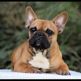 Boy 1 - Fawn and white French Bulldog puppy in Vancouver, Washington from Leash Candy Frenchies
